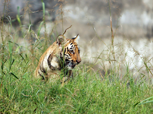 Operation launched to nab tiger from BJP leader’s farmhouse in UP