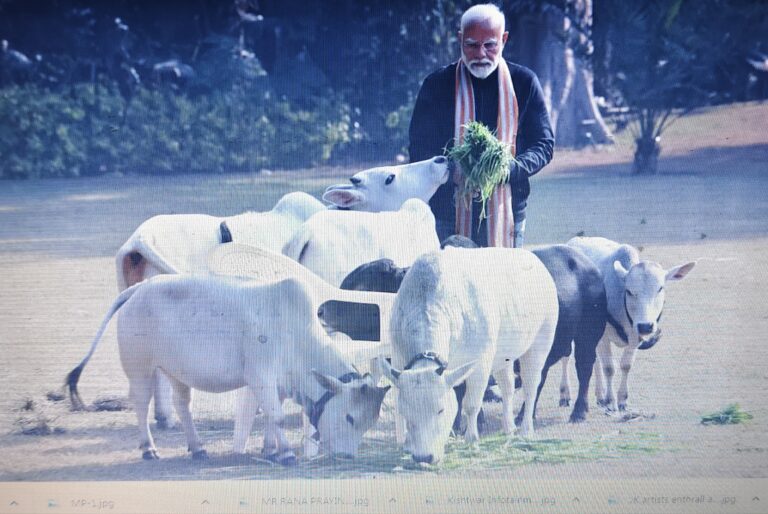 PM Modi Feeds Cows At His Residence On Makar Sankranti