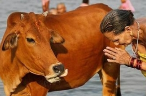 ‘Gau Sansad’ wants the cow to be declared ‘Mother of the Nation’