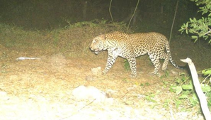 TN forest dept increases surveillance to catch elusive leopard